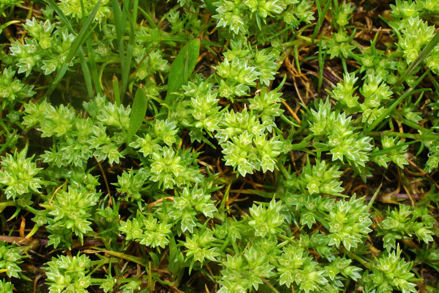 Scleranthus polycarpos / Centograni a frutti piccoli,